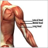 Different Versions of the Triceps Pushdown